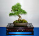 Larix Decidua Bonsai
